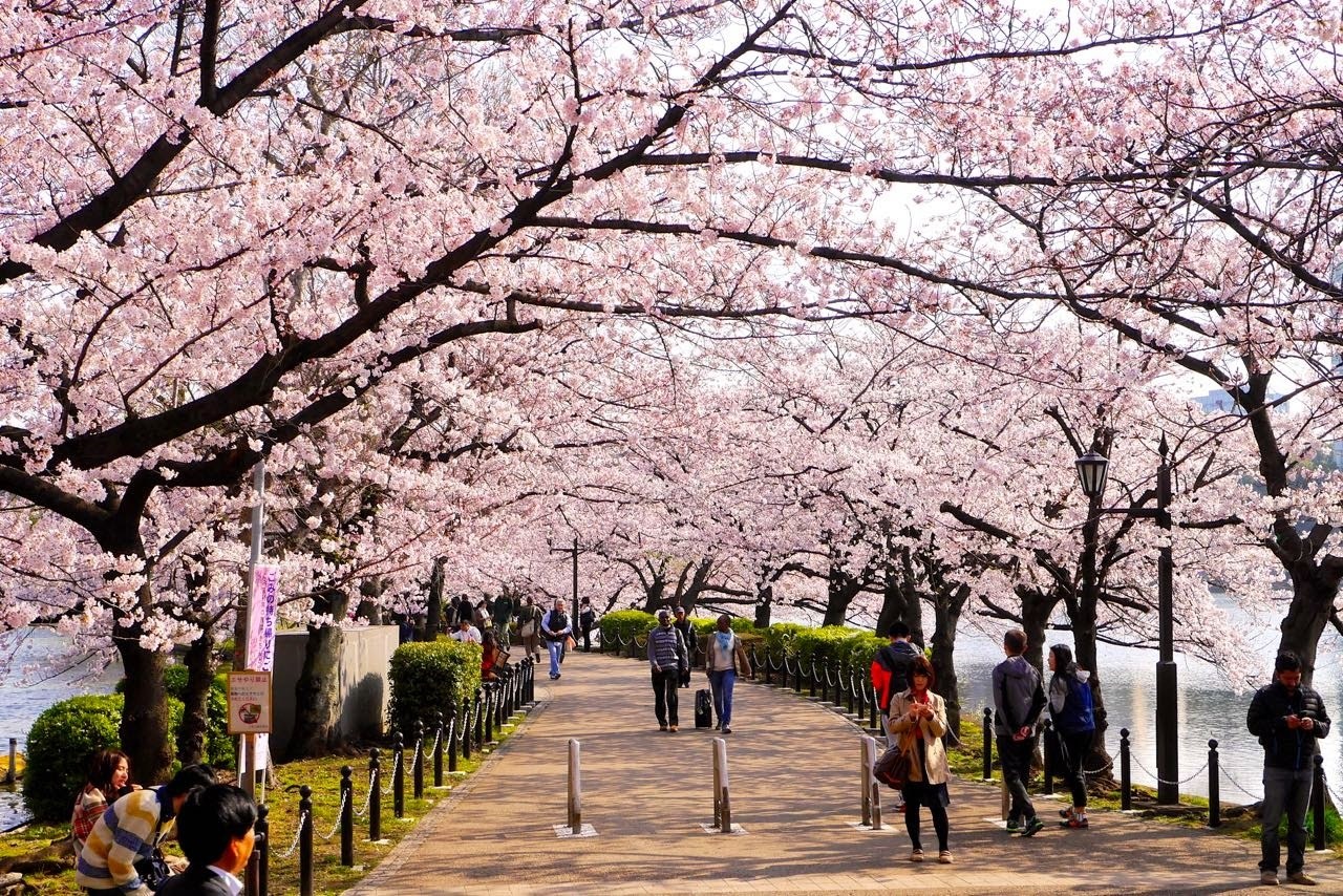 Sakura-di-Taman-Ueno